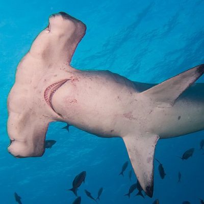 Climate change jaw dropper: Great white shark could one day prowl