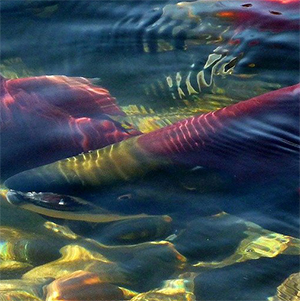 IOF researchers use salmon scales to track sockeye in the high seas