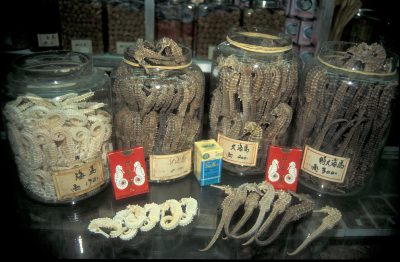 New study exposes the tip of the illegal seahorse trade