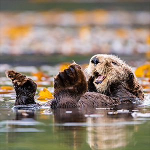 Recovery of sea otter populations yields more benefits than costs