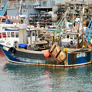 COVID-19 and BREXIT can help with the recovery of UK fish stocks