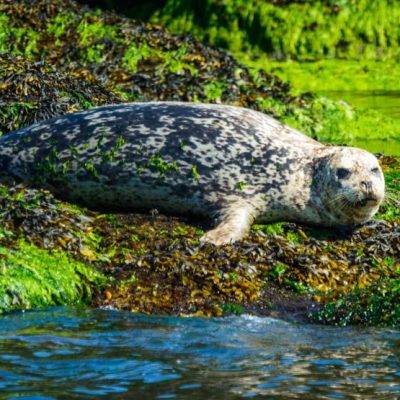 Harbour seals respond differently to pulses of out-migrating coho and Chinook salmon smolts