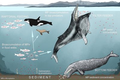 Modelling provides insight into the risks microplastics pose to marine ...