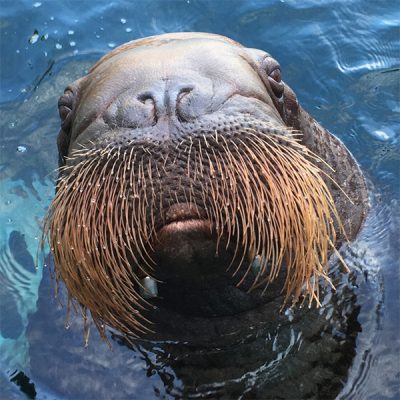 Balzak, one of two walruses that participated in the study at the Vancouver Aquarium to determine how much energy walruses spend swimming and resting in water.