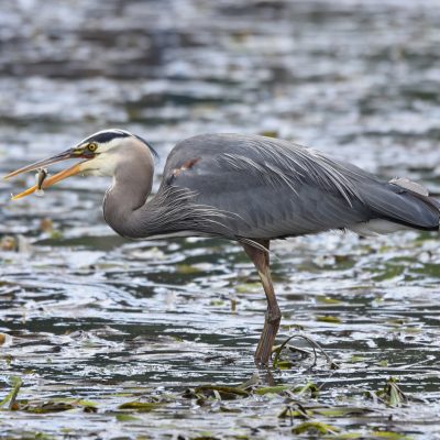 Blue herons identified as a significant juvenile salmon predator