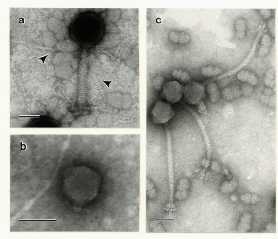 PROFILE: A Universe Of Undiscovered Viruses: Inside The Marine Virology ...