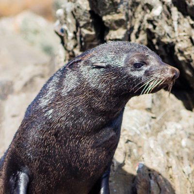 Guadalupe fur seals continue to recover as new colony discovered