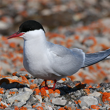 Surprising insights into the migration pattern of world’s farthest-migrating species