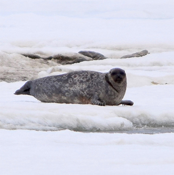 Food for seals and other Arctic predators is shrinking — literally