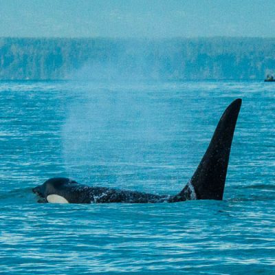 No apparent shortage of prey for southern resident killer whales in Canadian waters during summer