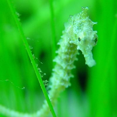 CITES makes a difference to the trade in live seahorses