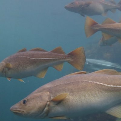New model helps predict climate change-induced early spawning by fish
