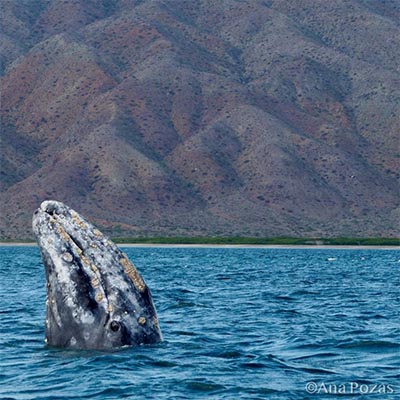 Grey Whale Watching in Baja California Sur, Mexico