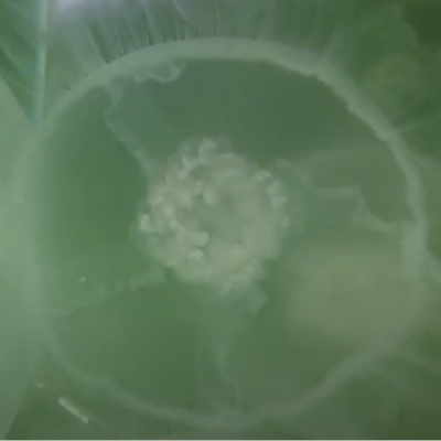 Moon Jellyfish - slide