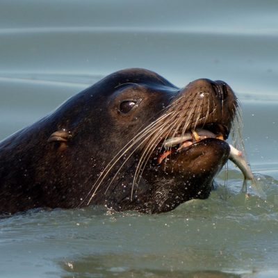 Partnership between UBC researchers, marine stewards and K’ómoks First Nation spawns new microplastics findings