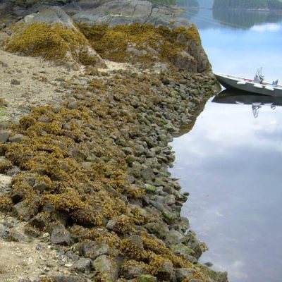 New sea garden story map showcases Indigenous mariculture practices across the Pacific