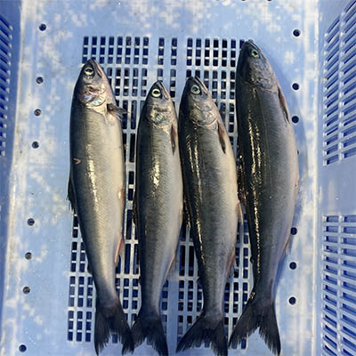 International Year of the Salmon Expedition helps IOF researchers map North Pacific food webs