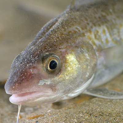 Clues from decades-old studies shed light on Newfoundland and Labrador’s cod crisis