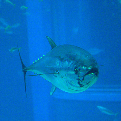 Pacific bluefin tuna. Photo by OpenCage, Wikimedia Commons.