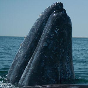 Grey Whales — the other Pacific Northwest resident whale