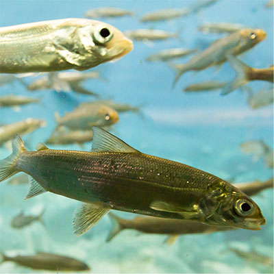 Unrelated theories coincide on link between respiratory stress and fish reproduction