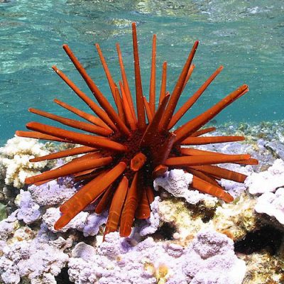 Red pencil urchin at the Papahānaumokuākea MPA. Photo by James Watt, U.S. Fish & Wildlife Service – Pacific Region, Wikimedia Commons.