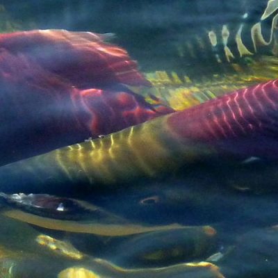 Food quality might be key for juvenile sockeye salmon growth and survival