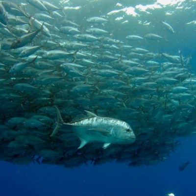 Global fish stocks can’t rebuild if nothing done to halt climate change and overfishing, new study suggests