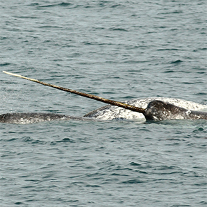 As sea ice retreats, narwhals are changing their migration patterns