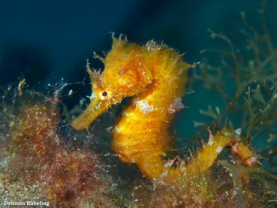 New FCRR: Comprehensive review of advances in life history knowledge for 35 seahorse species, drawn from community science