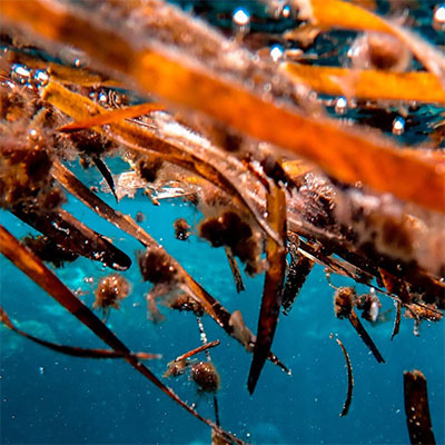 Macroalgae have a complex tale to tell about coral reef health