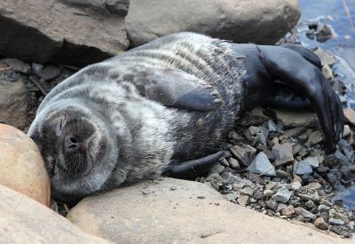 UBC study analyzes the movements and dives of Hudson Bay ringed seals