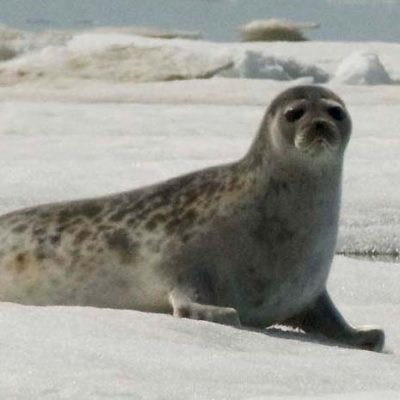 UBC study analyzes the movements and dives of Hudson Bay ringed seals