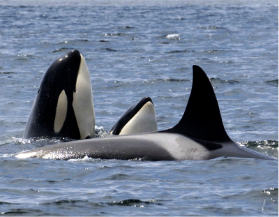 Toxic chemicals found in oil spills and wildfire smoke detected in killer whales