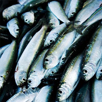 New FCRR: Global Fisheries: Livelihood Impacts of Overfishing. Technical Report: November 30, 2022