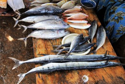 European fisheries under threat, climate change may impact on future catch