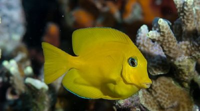 Fish species show surprisingly narrow combination of traits