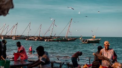 AI-powered data-limited stock assessment method more accurate than ‘gold standard’ in predicting sustainable fisheries catches