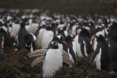 Do a deep dive into… The Falkland Gentoo Penguins!