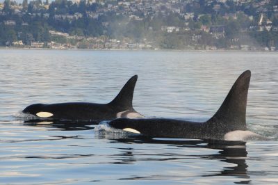 What could be impacting the food source of Southern Resident killer whales?
