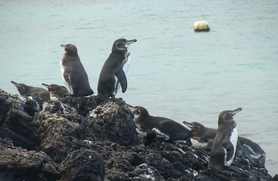 Microplastics may be accumulating at a high rate in endangered Galápagos penguins’ food web