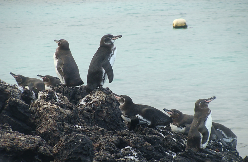 Microplastics may be accumulating at a high rate in endangered