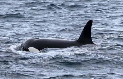 Shark-bitten orcas in the Northeastern Pacific could be a new population of killer whale