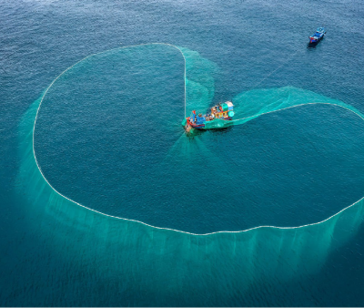 Vietnamese purse seiner midway in the process of hauling a school of stolephorid anchovies