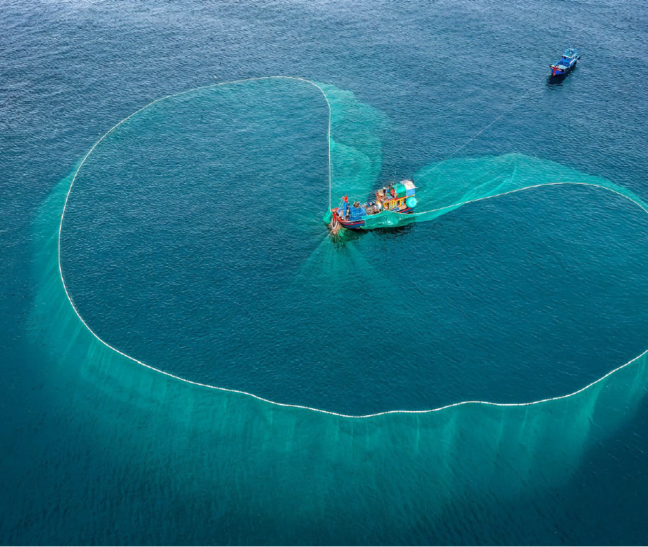 Vietnamese purse seiner midway in the process of hauling a school of stolephorid anchovies