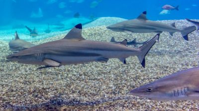 Marine sharks and rays ‘use’ urea to delay reproduction