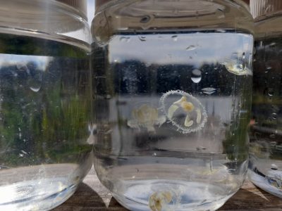 Thousands of jellyfish clones are multiplying in B.C. lakes