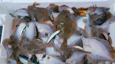 Fisheries Research Overestimates Fish Stocks