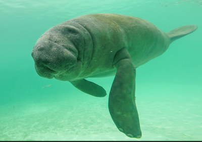 Drawing maps of Greater Caribbean manatee habitats in South America; a huge step forward in conservation and rehabilitation