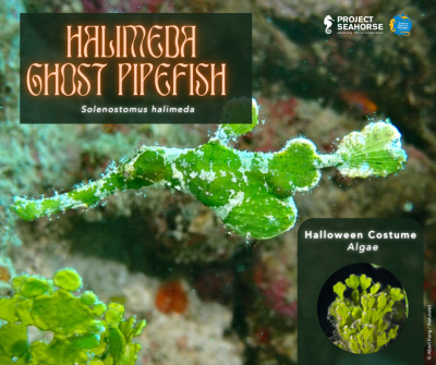 This Halloween, Project Seahorse researchers bring ghost pipefishes out of the shadows